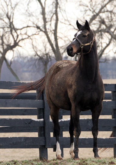 Zenyatta enjoying some winter mud. Photo by Alys Emson.