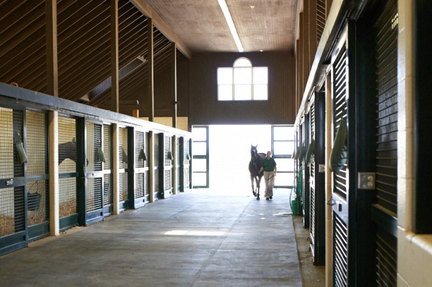 Heading back to her stall in the foaling barn. Photo by Kyle Acebo