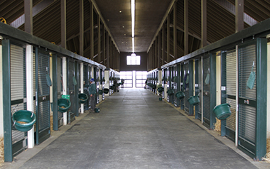 Inside the foaling barn. Photo by Alys Emson