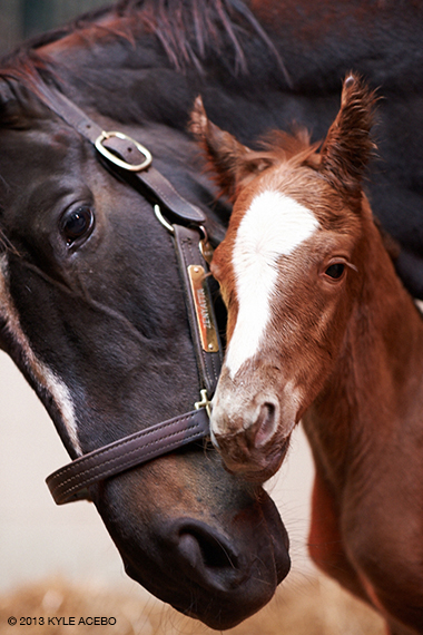 Zenyatta with her colt, born April 1, 2013. Photo by Kyle Acebo