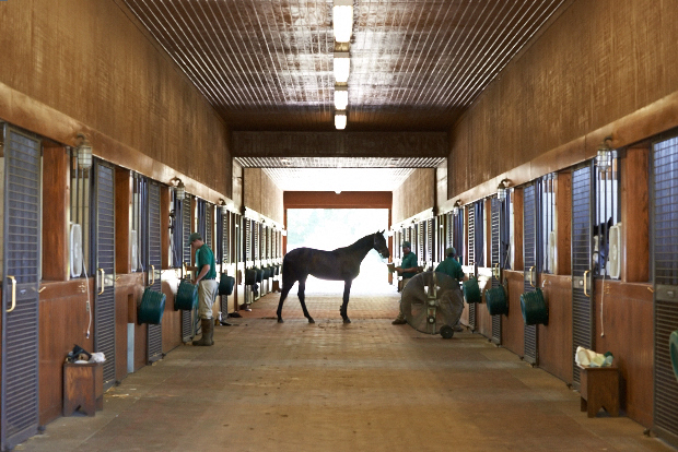 Cozmic One in the yearling barn. Photo by Kyle Acebo