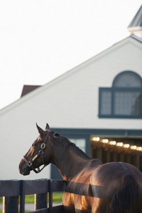 Zenyatta at Lane's End. Photo by Kyle Acebo.