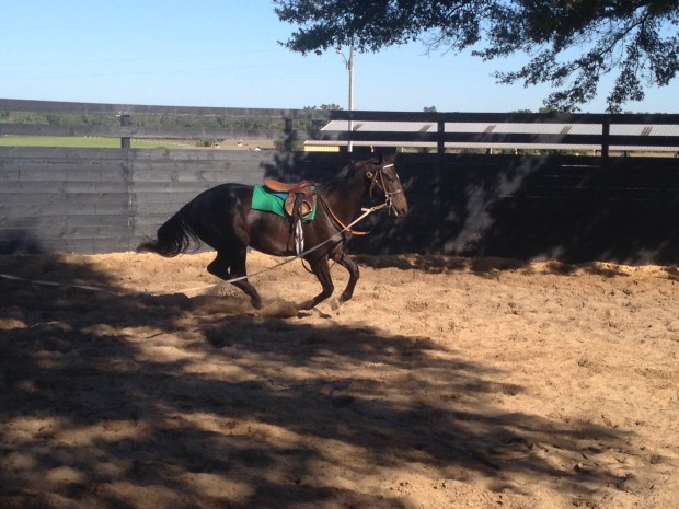 Coz on a lunge line. Photo courtesy of Mayberry Farm.