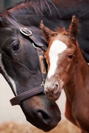 Zenyatta and Tapit colt. Photo by Kyle Acebo