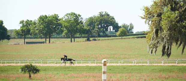 Cozmic One on the track at Mayberry Farm. Photo by Kyle Acebo.