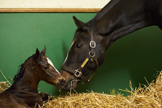 Zenyatta and her filly bond after an easy delivery. Photo by Kyle Acebo.