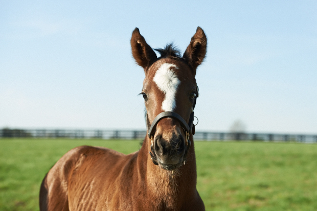 Our princess, 14Z, enjoys her first sunny morning in the paddock. Photo by Kyle Acebo.
