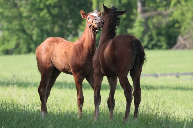 Life Is Sweet's colt, left, with Z Princess. Photo by Alys Emson.