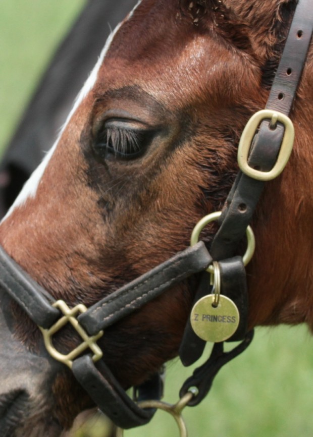 The new "Z Princess" foal tag.