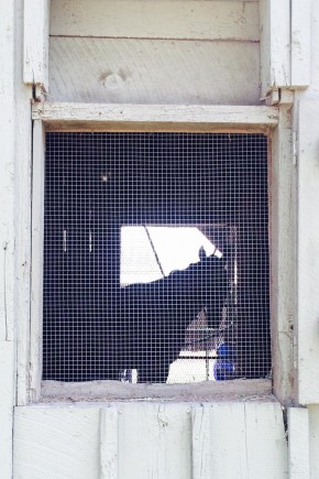 Coz in his stall.