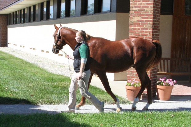 Ziconic leaves his barn. Photo courtesy of Lane's End Farm.