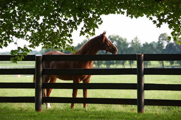 Ziconic at Lane's End Farm, September 2014. Photo by Kyle Acebo