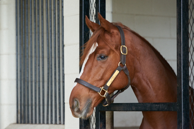 Ziconic in his stall.