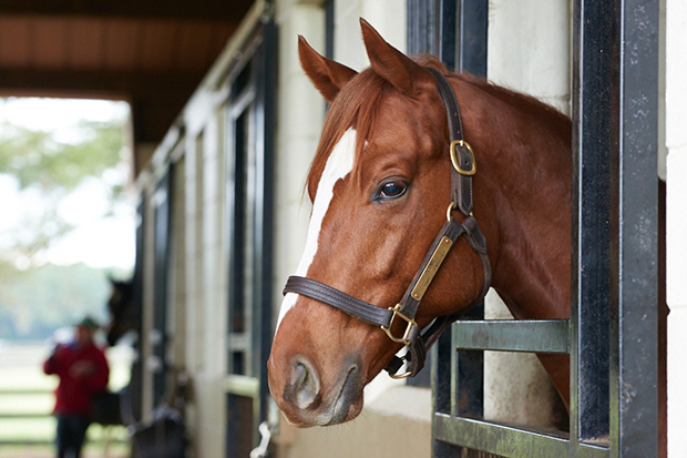 Ziconic, currently training at Mayberry Farm. Photo by Kyle Acebo.