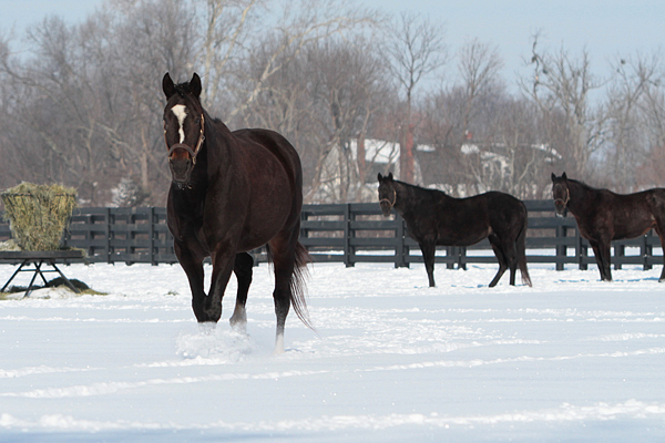 Zenyatta and paddock mates in the snow. Photo by Alys Emson