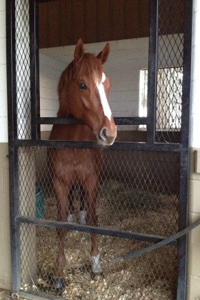 Ziconic in his stall.