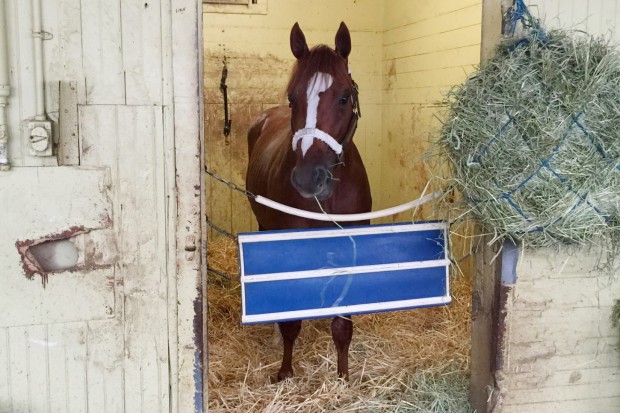 Ziconic in his stall in John's barn at Belmont.