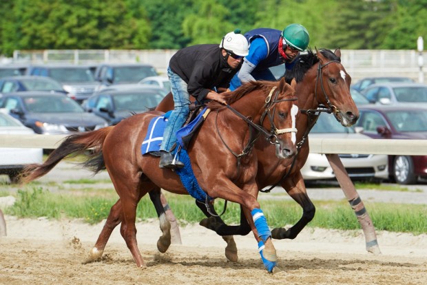 Ziconic on the training track at Belmont. Photo by Kyle Acebo