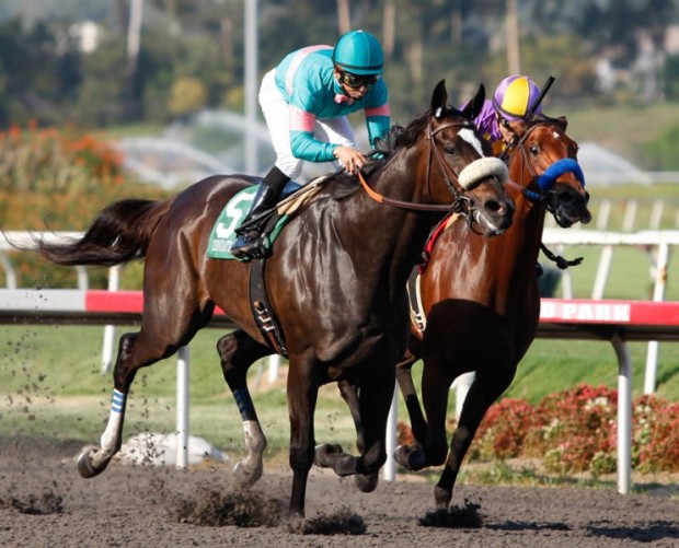 Zenyatta won the Lady's Secret Stakes on October 2, 2010. Photo courtesy of AP - by Jason Redmond.