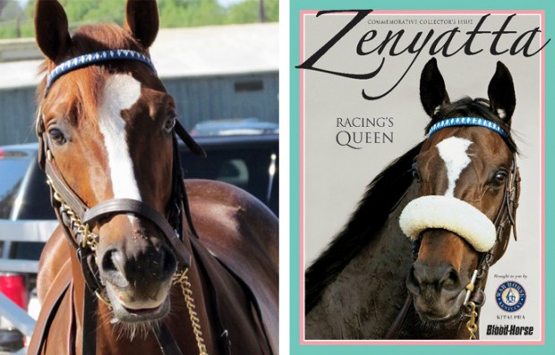 Ziconic and Zenyatta wear matching brow bands. Photo on left by John Shirreffs.