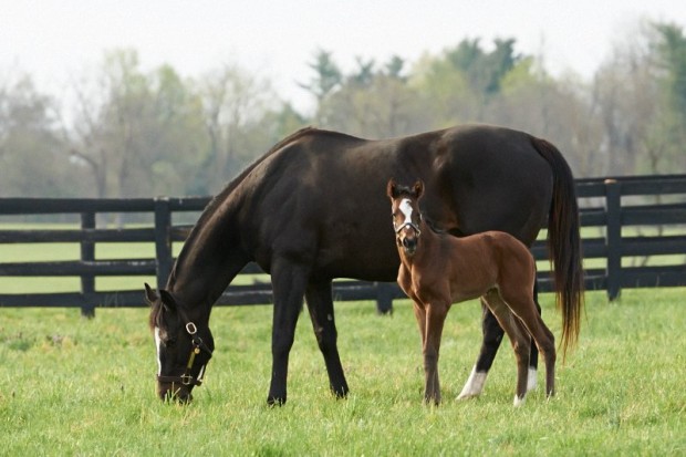 Zenyatta with her 2014 War Front filly, Z Princess. Photo by Kyle Acebo.