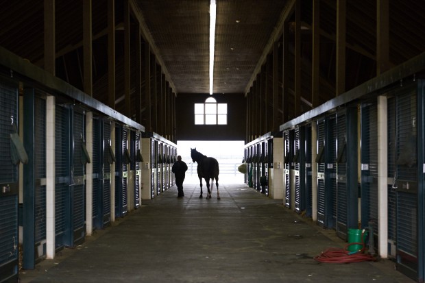 Zenyatta goes back to her stall in the foaling barn at the end of each day. Photo by Kyle Acebo.