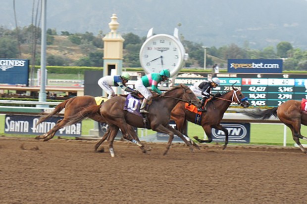 Ziconic finishing third at Santa Anita on May 14. Photo by Cynthia Holt.