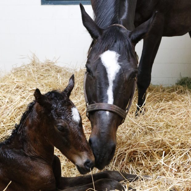Zenyatta delivered a healthy filly by Medaglia d'Oro. Photo by Alys Emson/Lane's End Farm