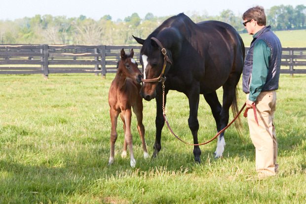 Alys Emson/Lane's End Farm