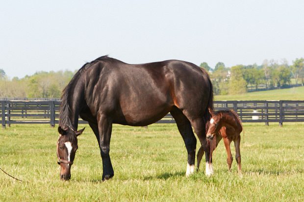 Alys Emson/Lane's End Farm